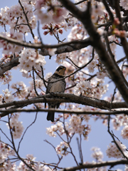 桜ツグミ