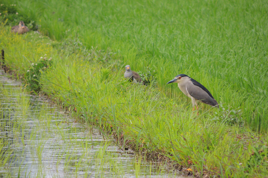 ゴイサギ成鳥と愉快な仲間たち