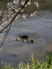 花と鴨