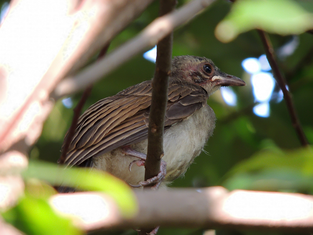 ヒヨドリ 幼鳥