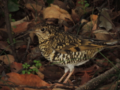 闇に潜むトラツグミ