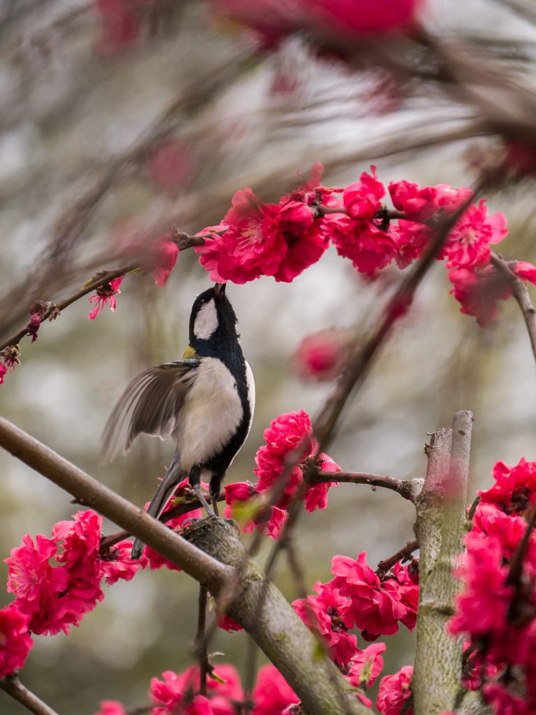 先祖はペンギンさん
