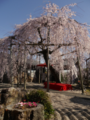 悟渓屋敷の枝垂れ桜