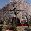 悟渓屋敷の枝垂れ桜