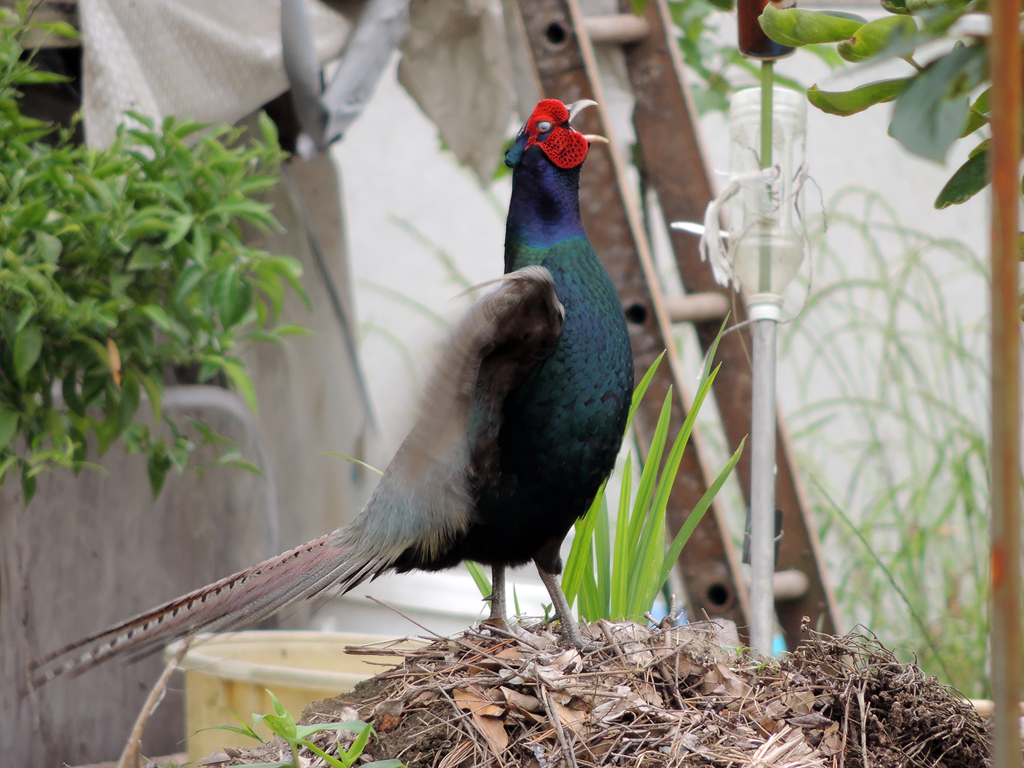 キジも鳴かずば