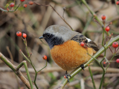 華やかなジョウビタキ雄