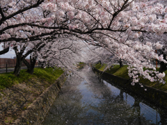 続 五条川の桜