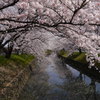 続 五条川の桜
