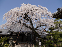圓明寺の枝垂れ桜