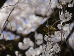 桜メジロ