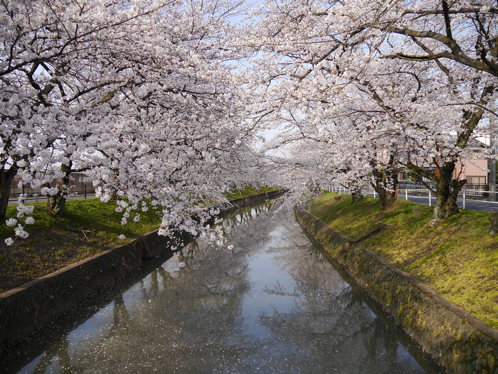 五条川の桜