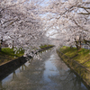 五条川の桜