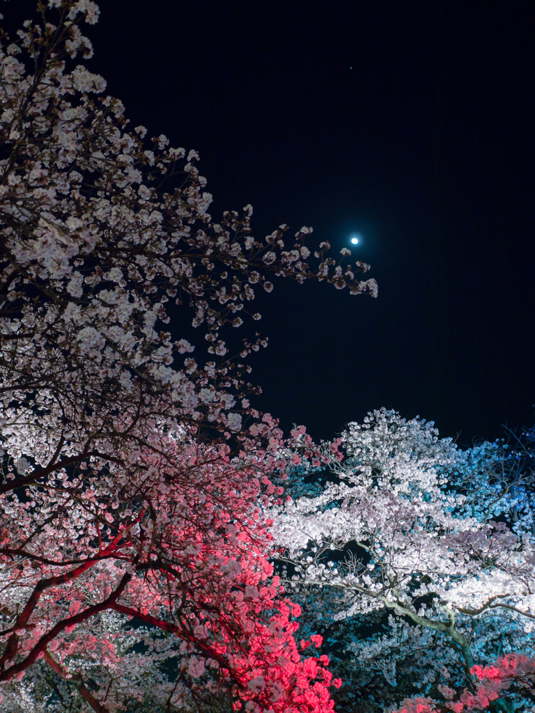 月夜に咲く