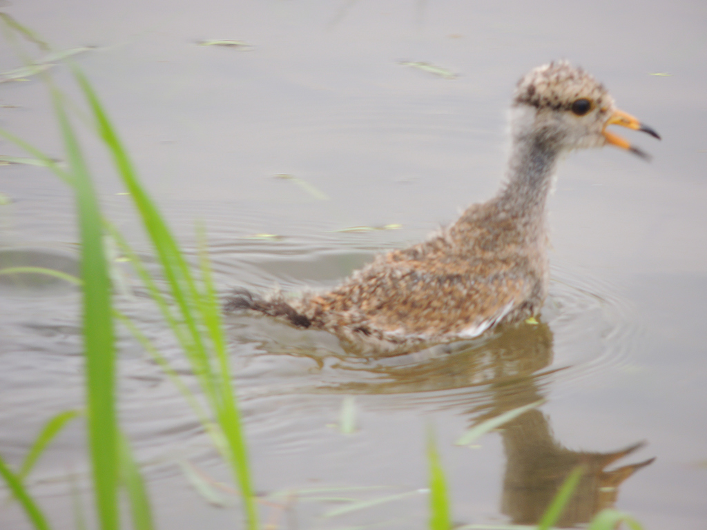 親鳥の元へ