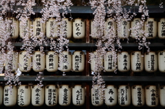 大石桜