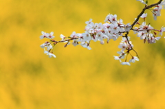 後ろには菜の花畑〜春ですね〜
