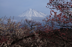 ume fuji