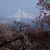 ume fuji