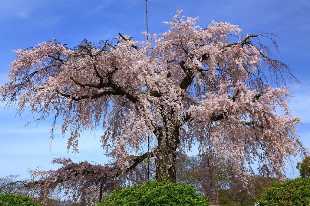 円山公園