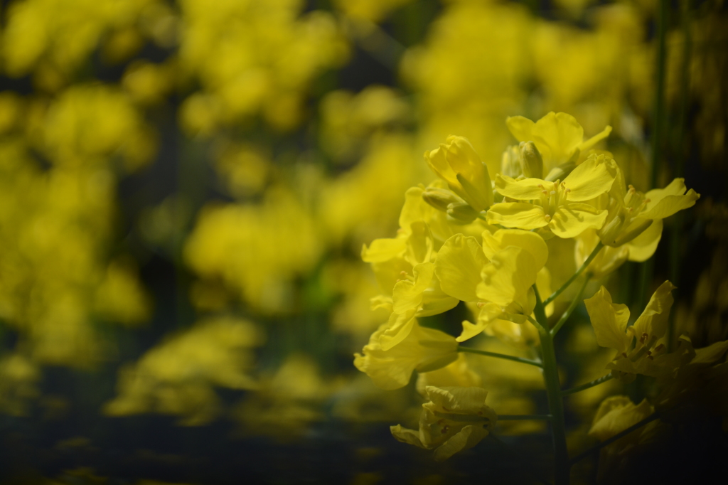 菜の花