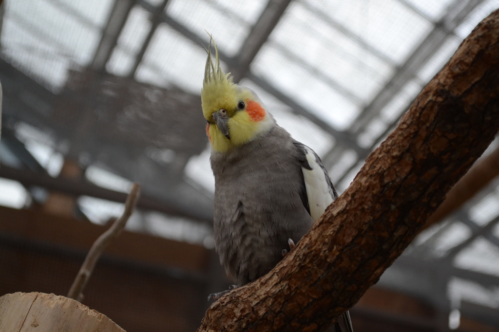 オカメインコ