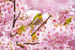 桜ジロー