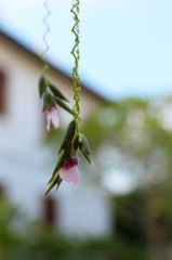 逆さまに咲く花