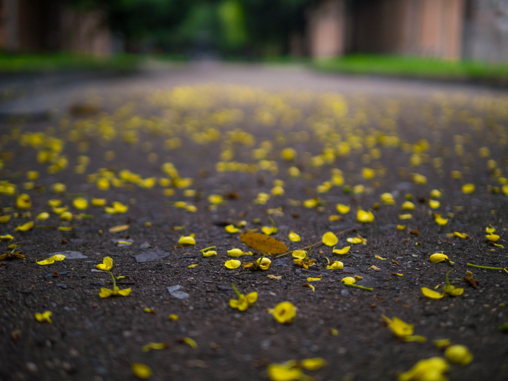 雨上がりの花びら