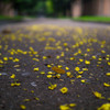 雨上がりの花びら