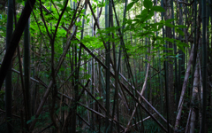 Bamboo Forest