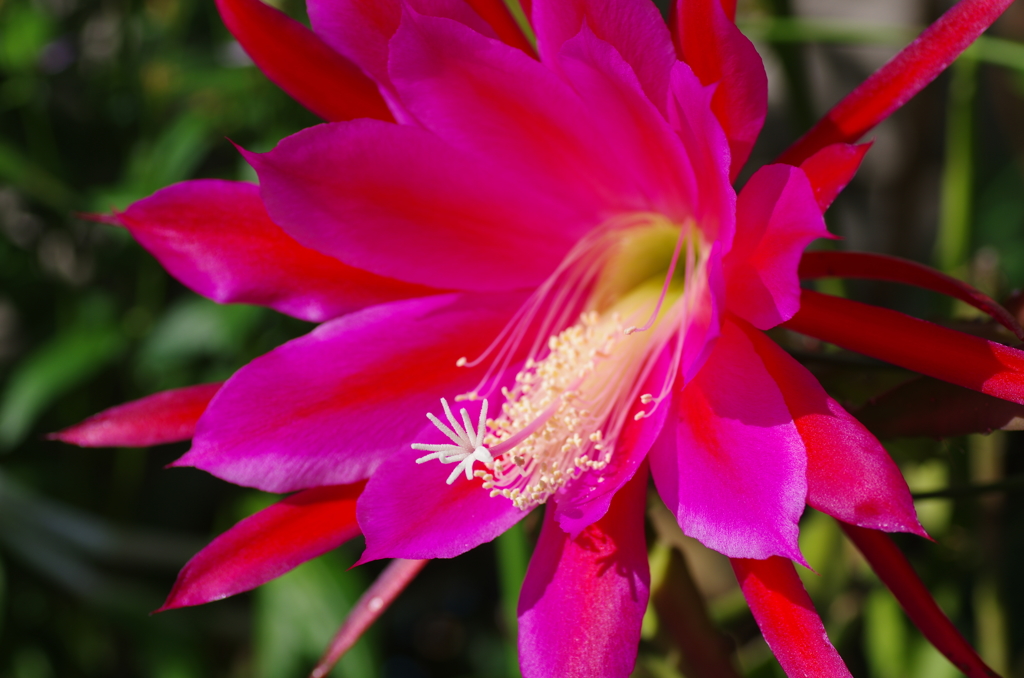 近所のサボテンの花