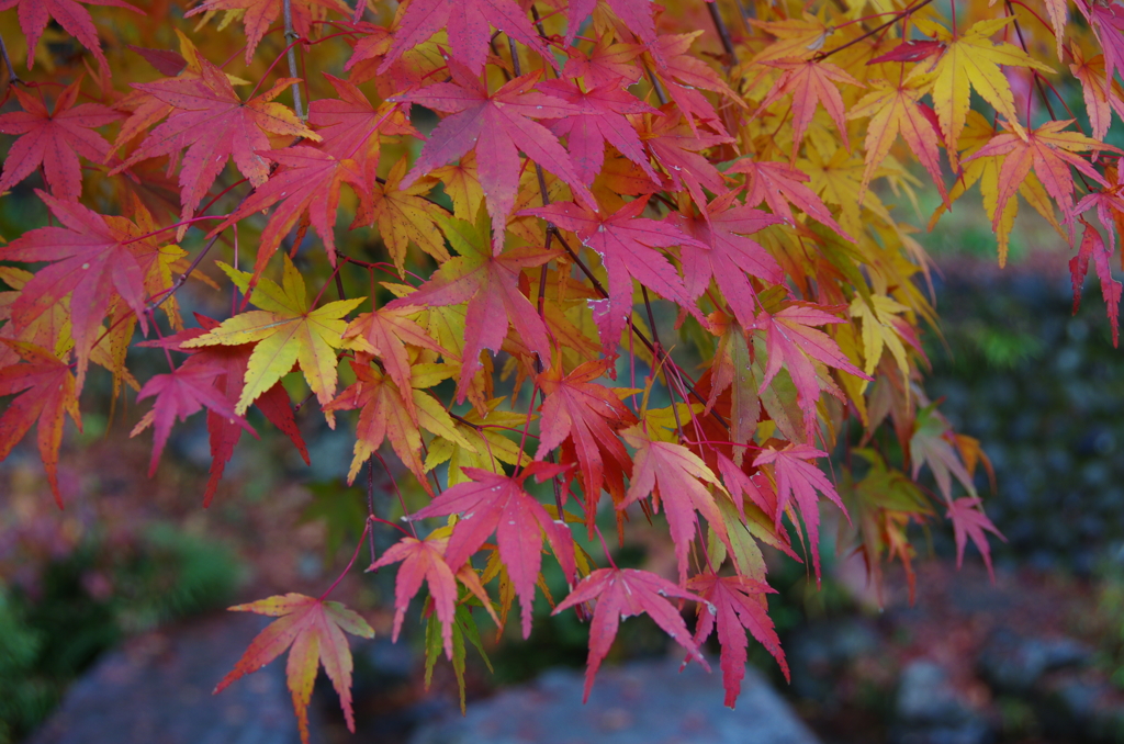高尾山の紅葉