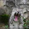 ユキヒョウ