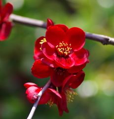 東御苑のボケの花