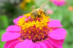 ミツバチくん。顔にも花粉がついてるよ！！