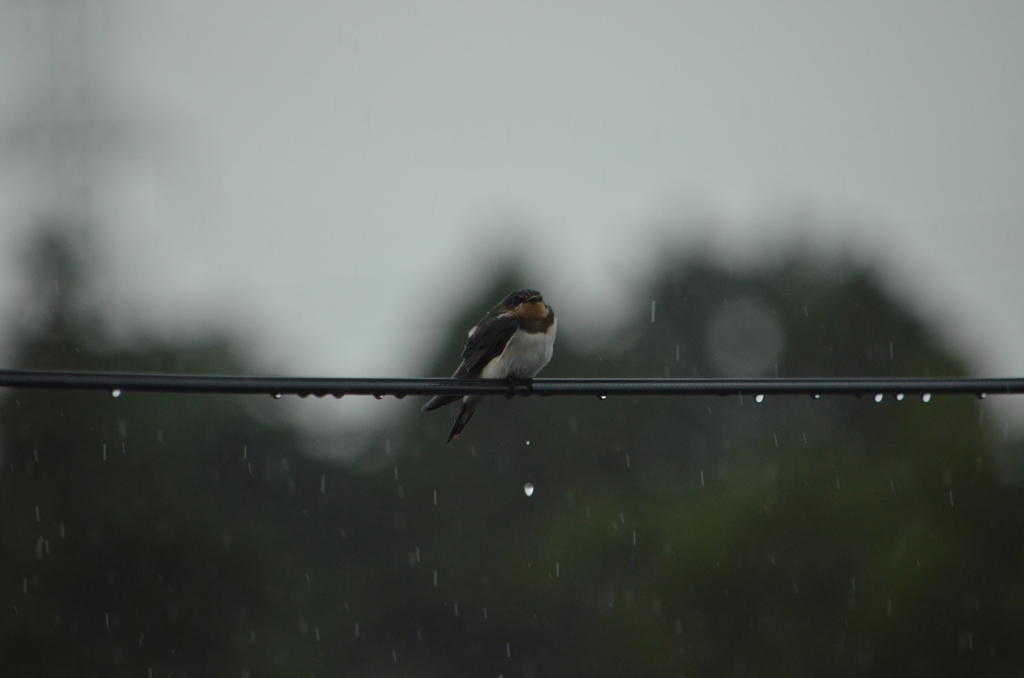 雨はやまないのかな③