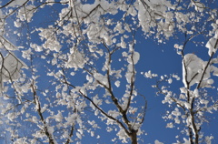 雪と空