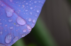 朝顔と雫