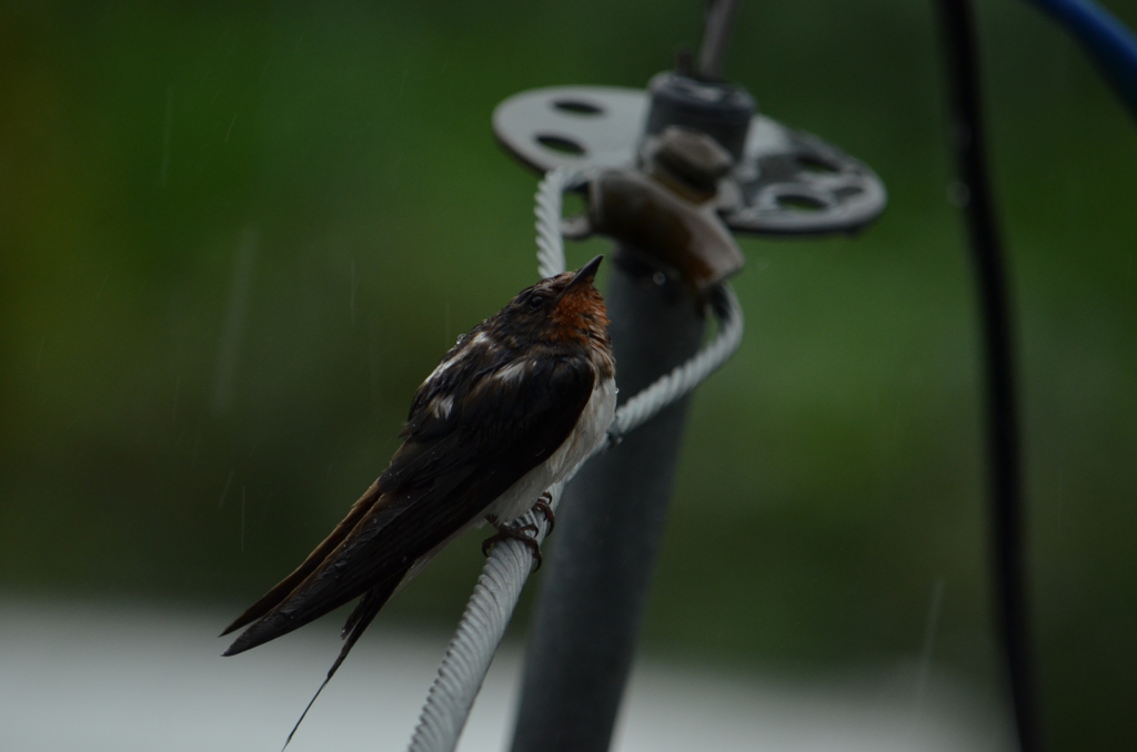 雨はやまないのかな①