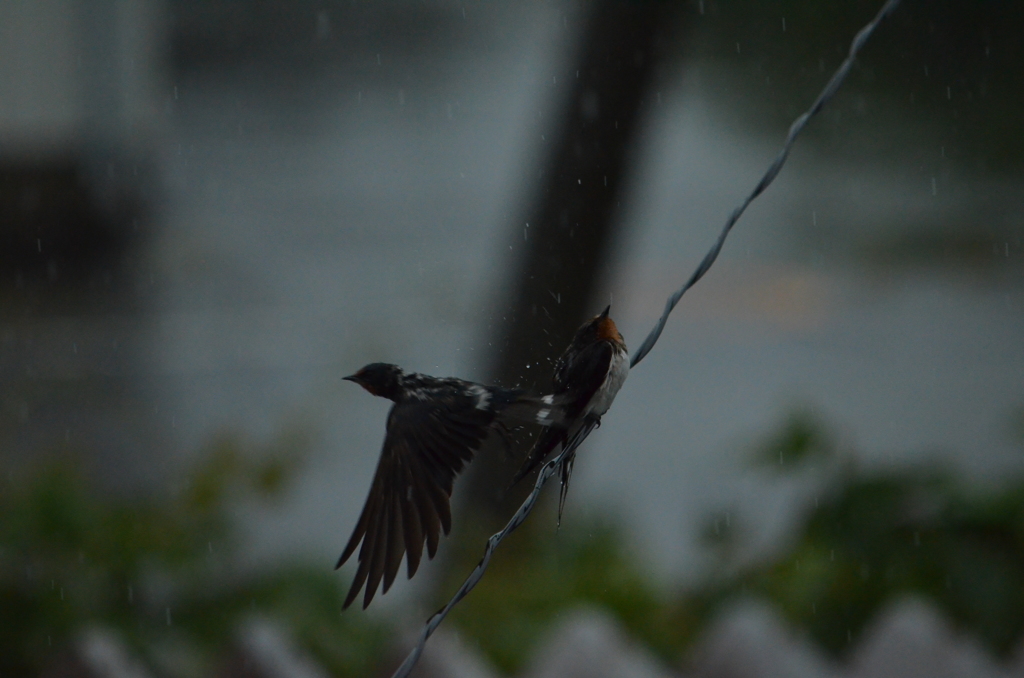 雨中