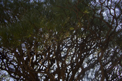 branches