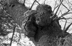 burl