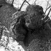 burl