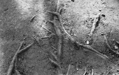 roots