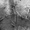 roots