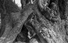 trunk