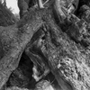 trunk