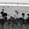 rusting steel