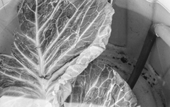 leaf vein