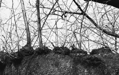 added branches